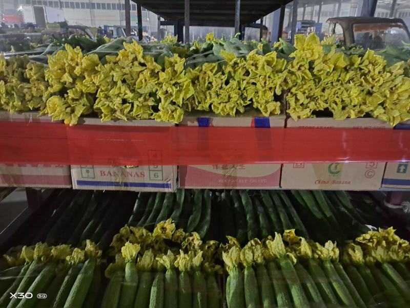 江苏省连云港市东海县鲜花绿皮短丝瓜