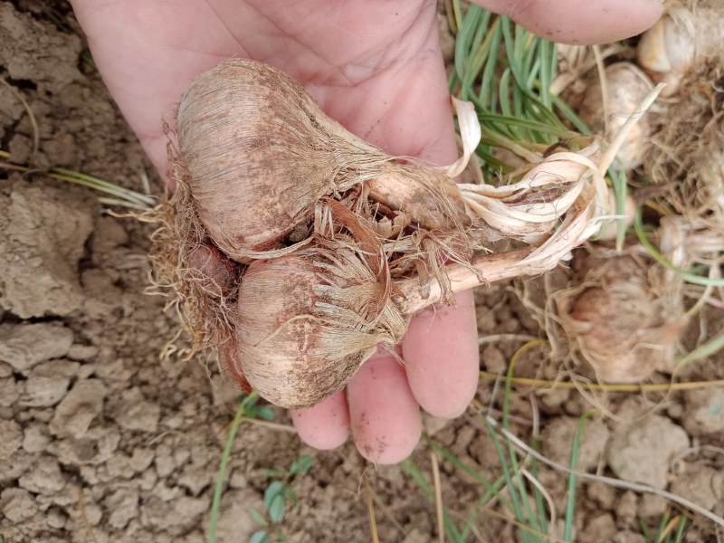 藏红花种球，自家种植，优质藏红花种球，，包发芽，成活率高