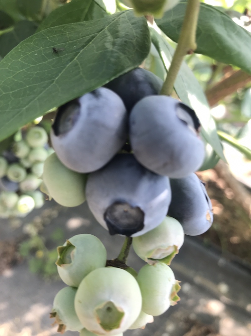 蓝莓