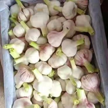 鲜大蒜