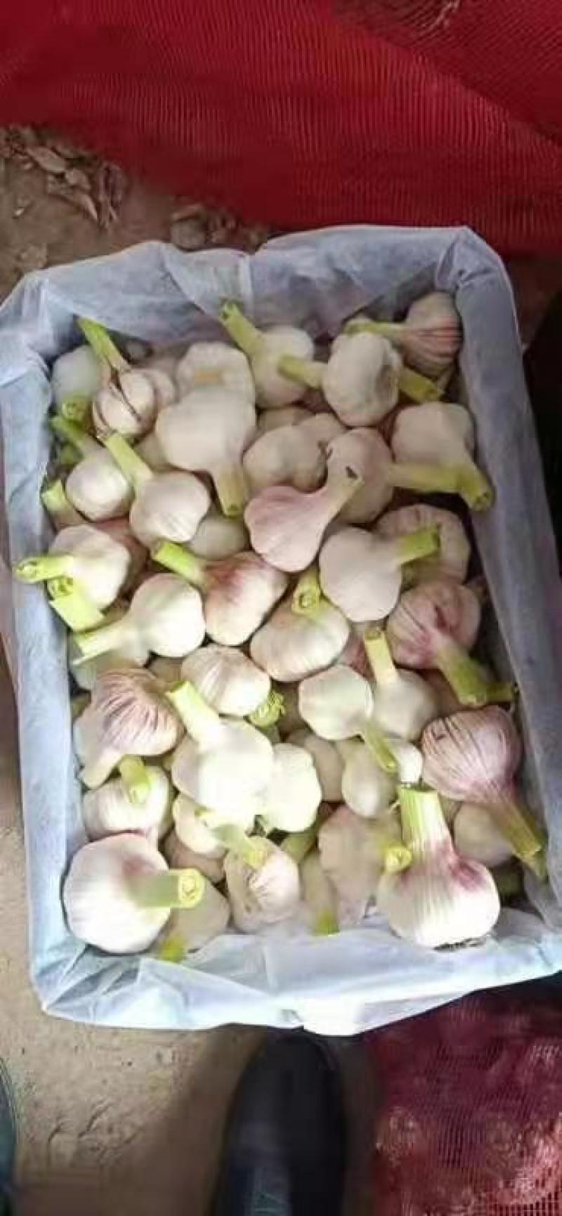 鲜大蒜