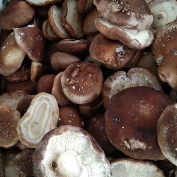 鲜香菇