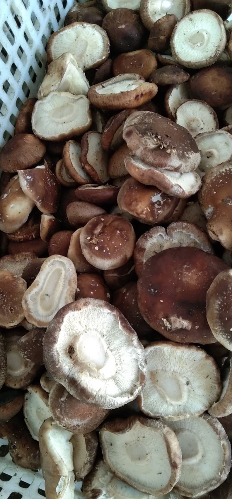 鲜香菇