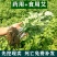 盆栽生鲜艾叶根香艾草苗多年生艾叶苗糍粑天然艾草根泡脚驱蚊