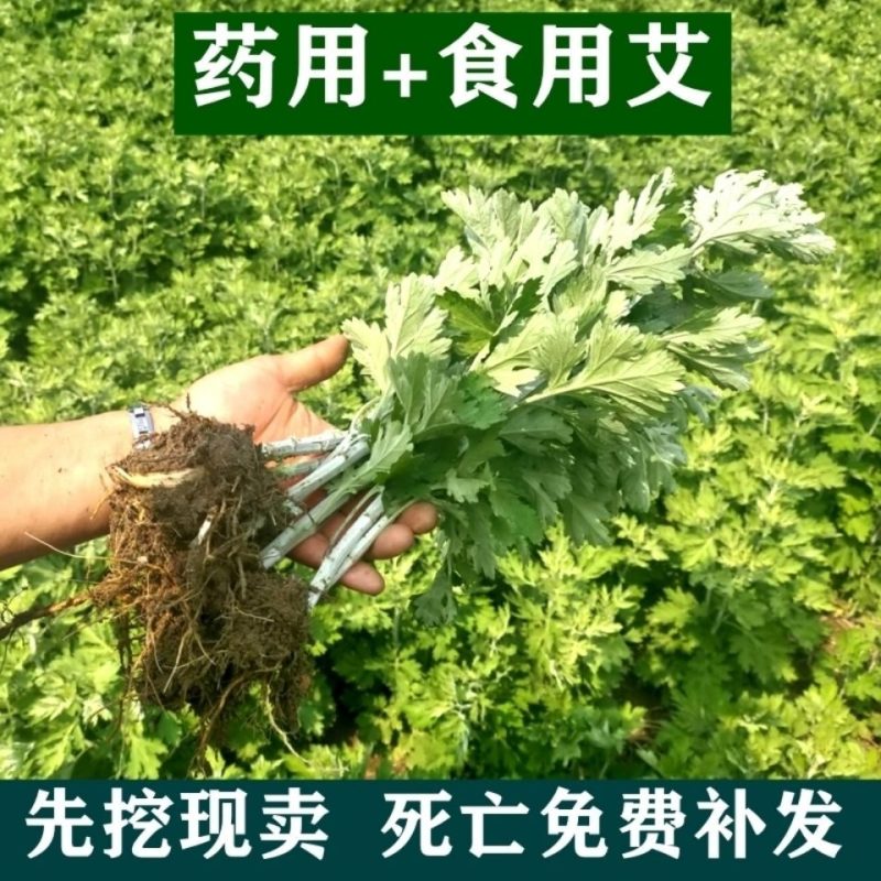 盆栽生鲜艾叶根香艾草苗多年生艾叶苗糍粑天然艾草根泡脚驱蚊
