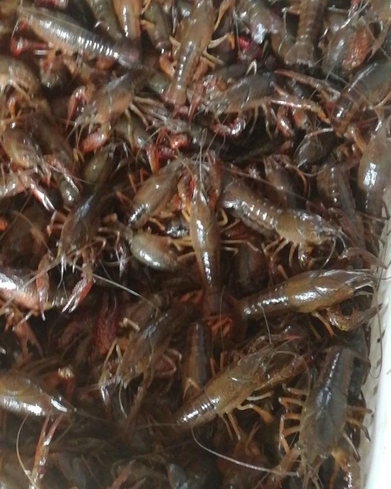 小龙虾稻田套养活虾4~6钱，肉质饱满，底板清澈