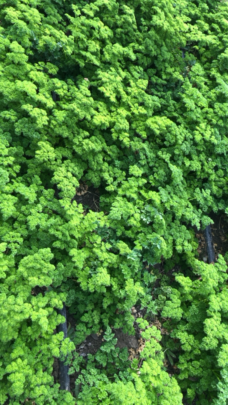 绿色基地全年无休直供荷兰芹欧芹