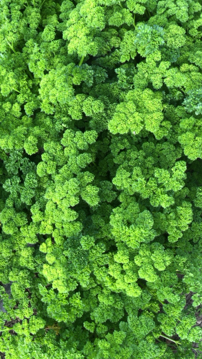 绿色基地全年无休直供荷兰芹欧芹