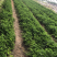 绿色基地全年无休直供荷兰芹欧芹