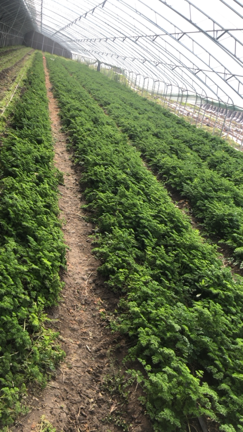 绿色基地全年无休直供荷兰芹欧芹