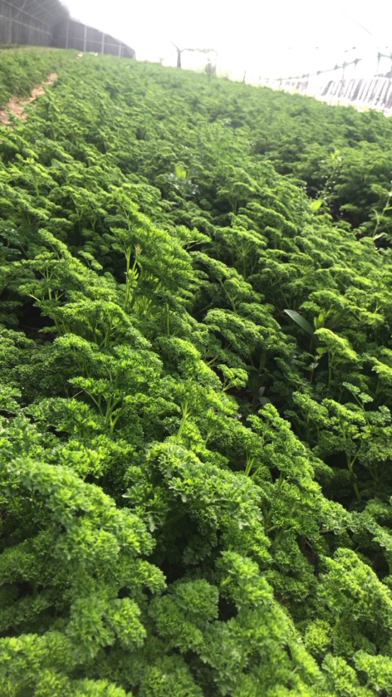 绿色基地全年无休直供荷兰芹欧芹