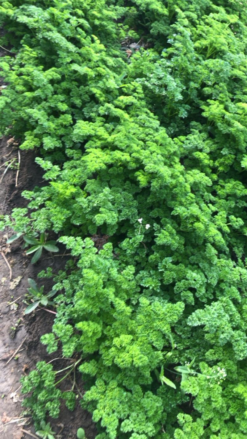 绿色基地全年无休直供荷兰芹欧芹