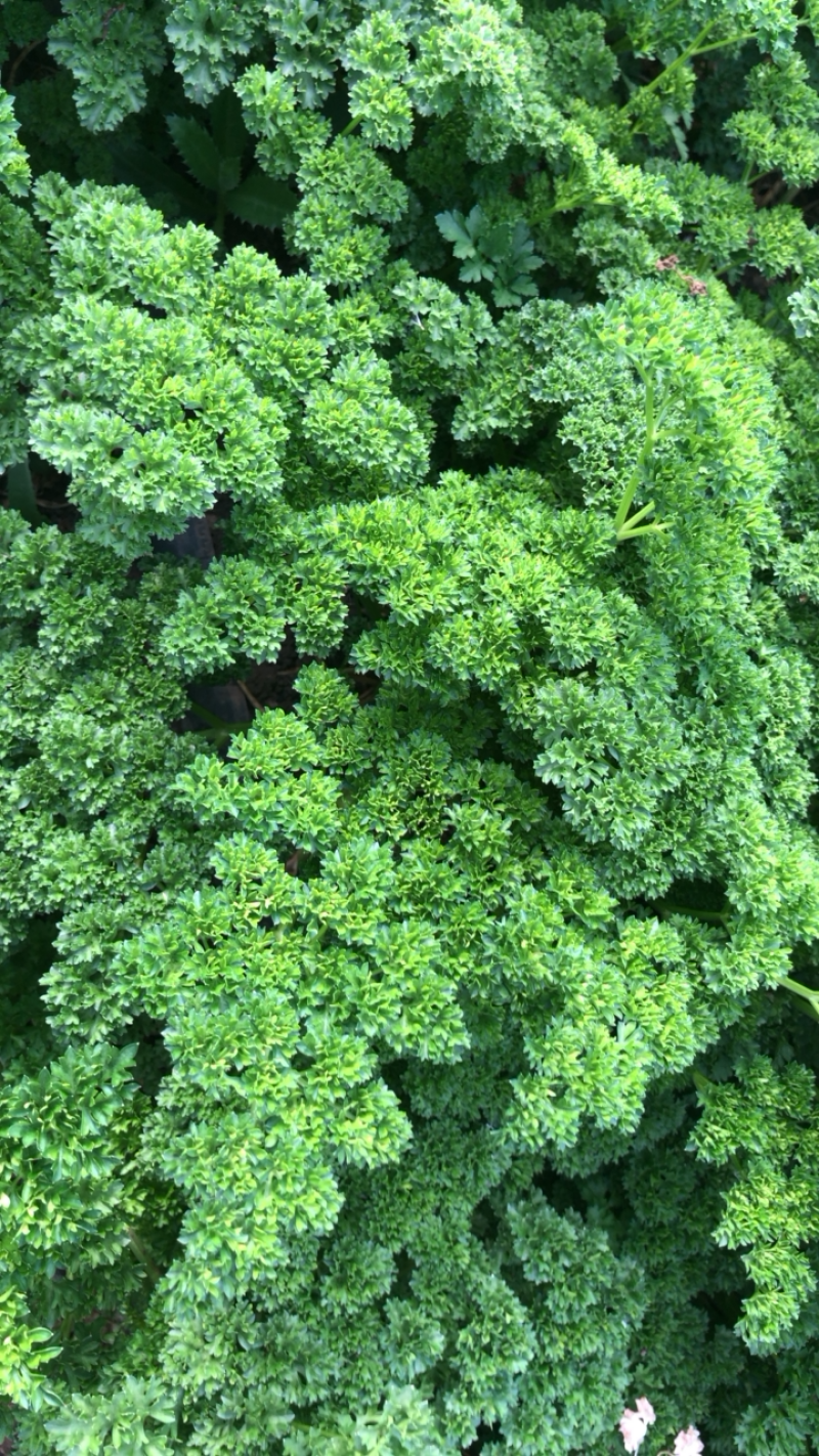 绿色基地全年无休直供荷兰芹欧芹