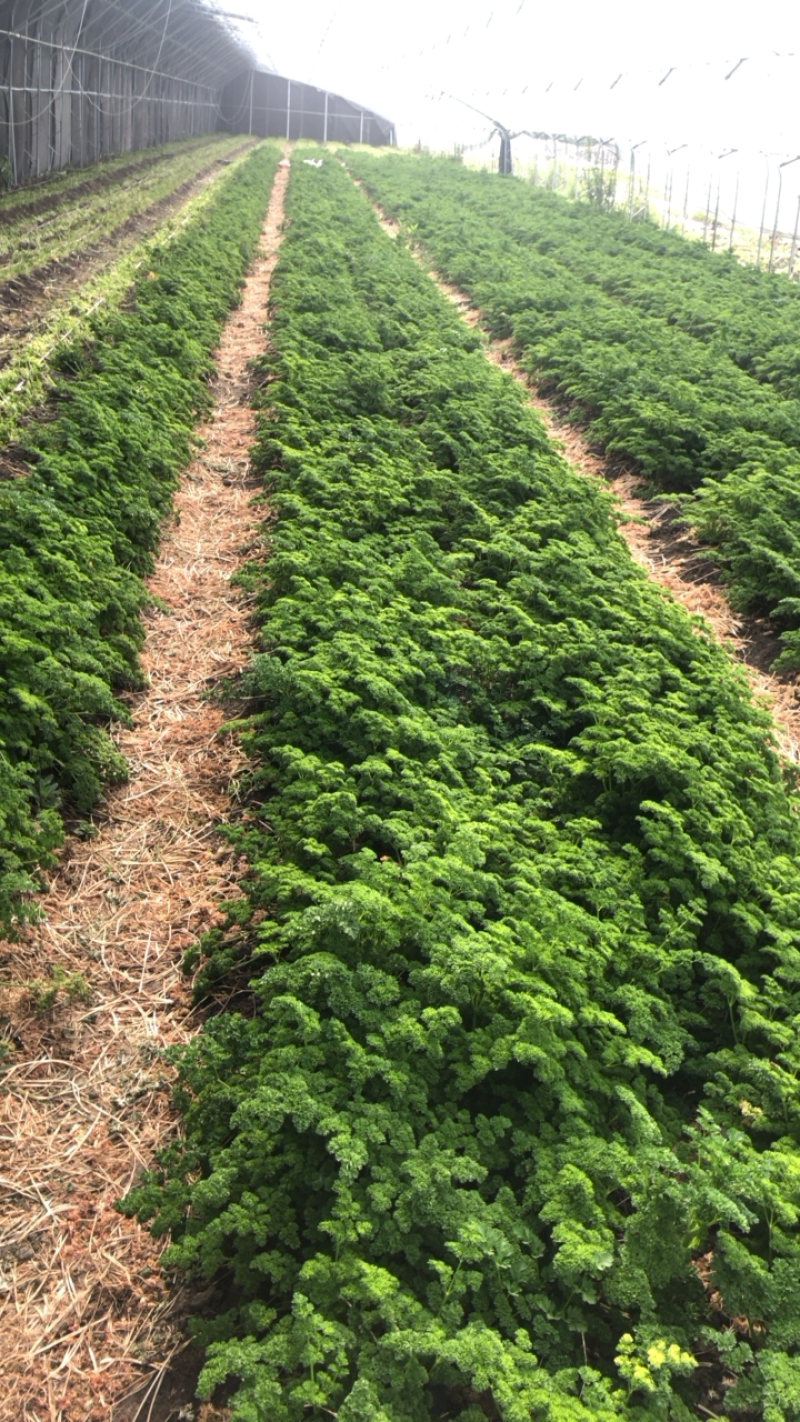 绿色基地全年无休直供荷兰芹欧芹