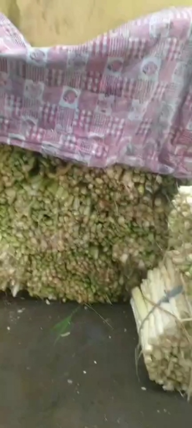 大量批发鲜蒲菜，带疙瘩头和不带疙瘩头的毛菜