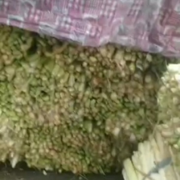 大量批发鲜蒲菜，带疙瘩头和不带疙瘩头的毛菜