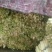 大量批发鲜蒲菜，带疙瘩头和不带疙瘩头的毛菜