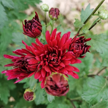菊花苗反季节四季菊花种苗夏菊苗常年开花