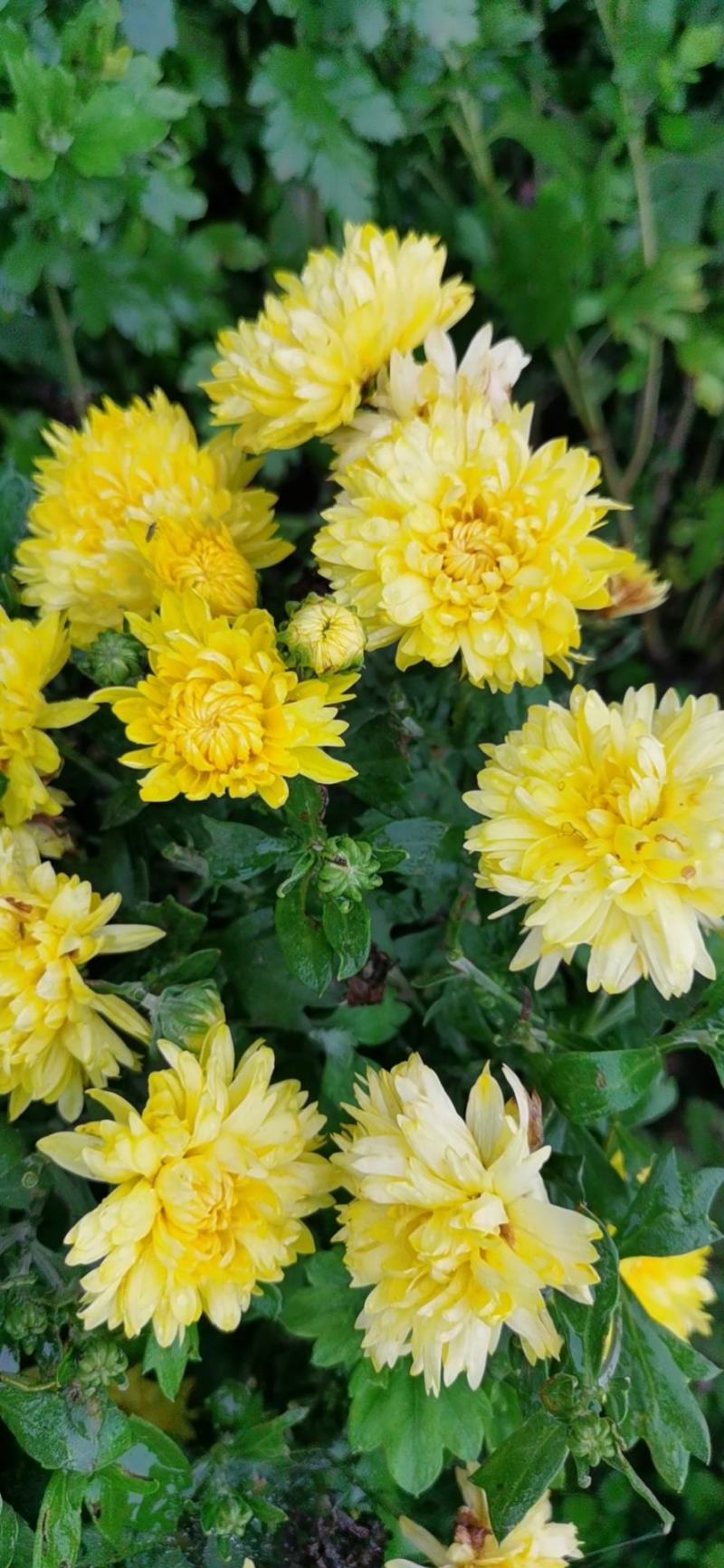 菊花苗反季节四季菊花种苗夏菊苗常年开花