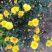 菊花苗反季节四季菊花种苗夏菊苗常年开花
