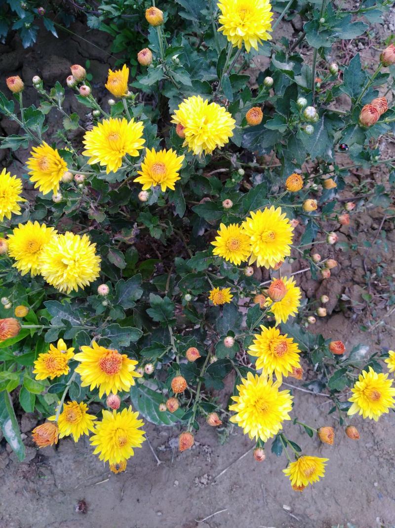 菊花苗反季节四季菊花种苗夏菊苗常年开花