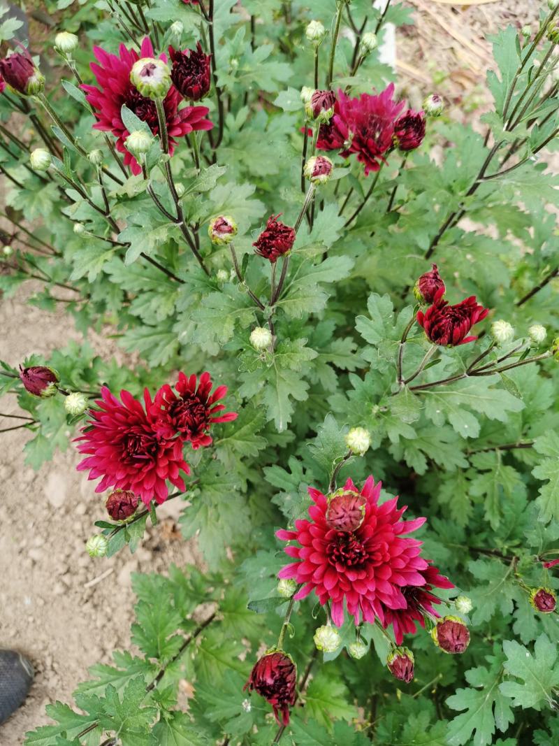 菊花苗反季节四季菊花种苗夏菊苗常年开花