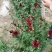 菊花苗反季节四季菊花种苗夏菊苗常年开花
