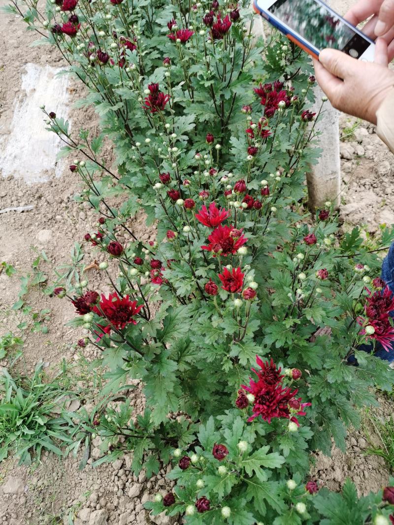 菊花苗反季节四季菊花种苗夏菊苗常年开花