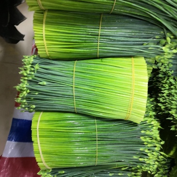 广西《苔小哥》韭菜花