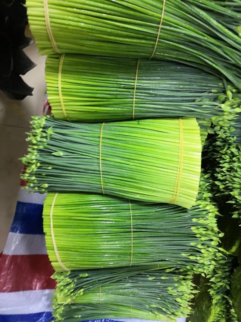 广西《苔小哥》韭菜花