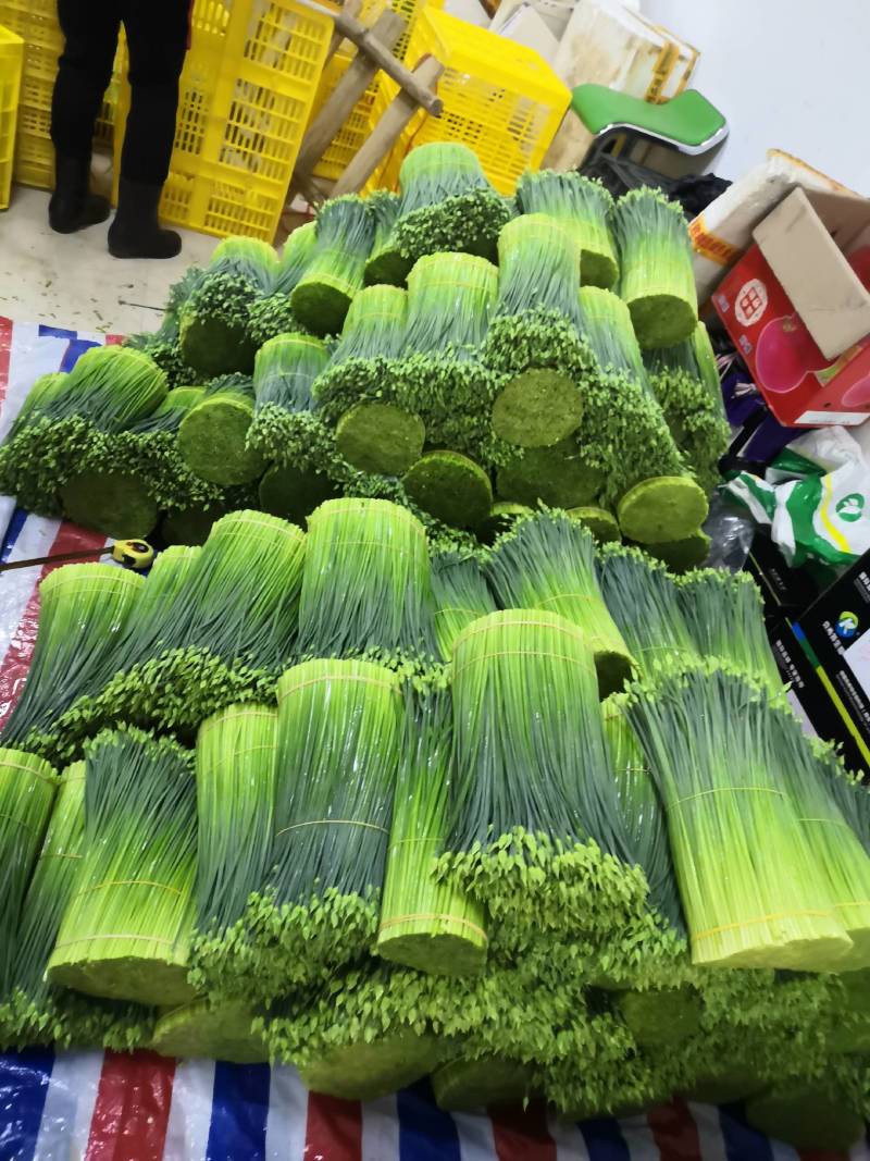 广西《苔小哥》韭菜花