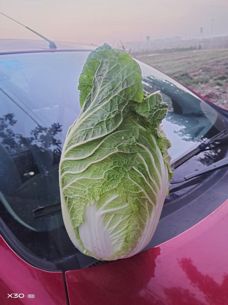 固安精品大白菜