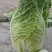 固安精品大白菜