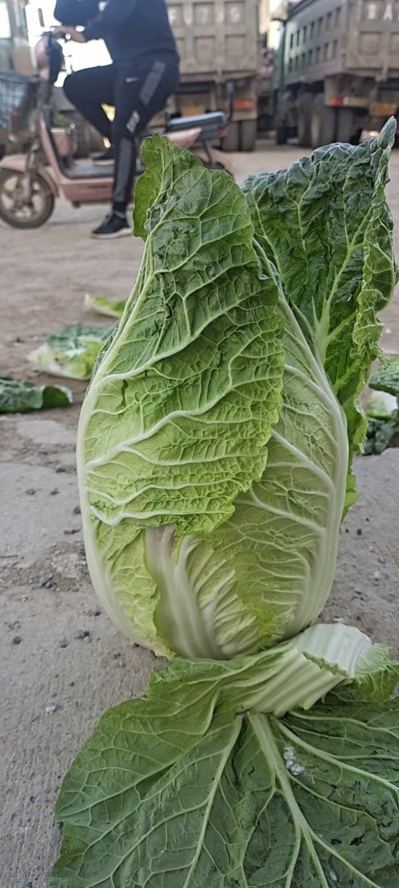 固安精品大白菜