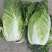 固安精品大白菜