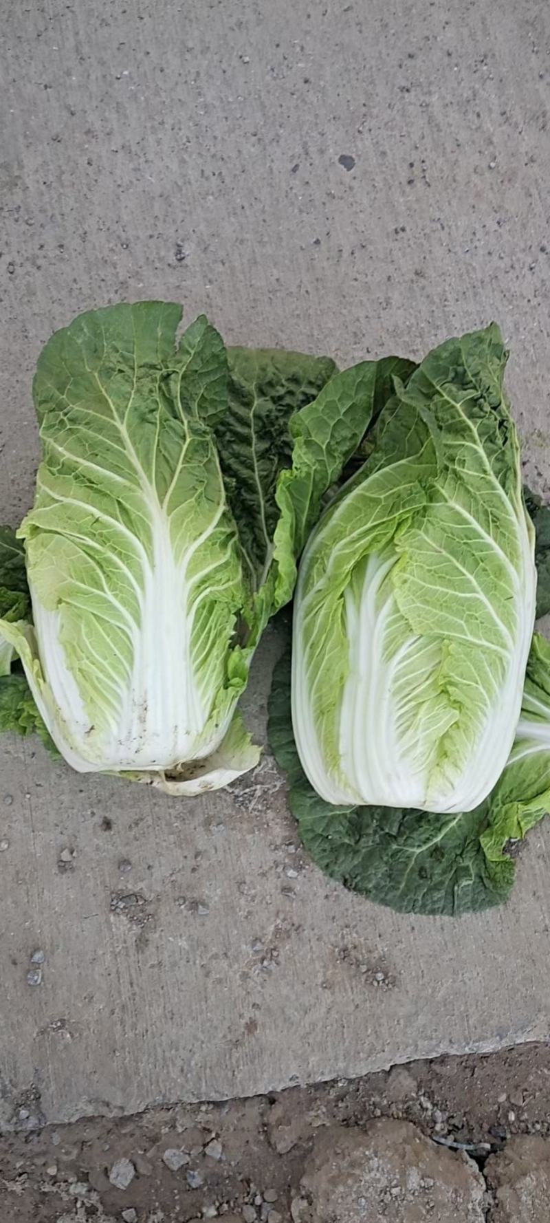固安精品大白菜