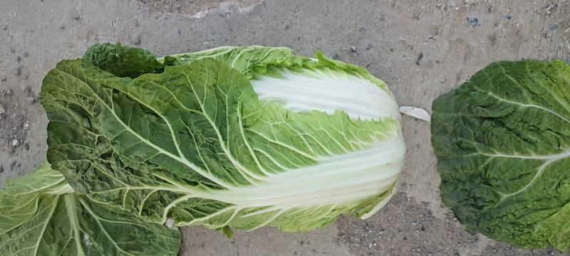 固安精品大白菜