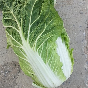 固安精品大白菜