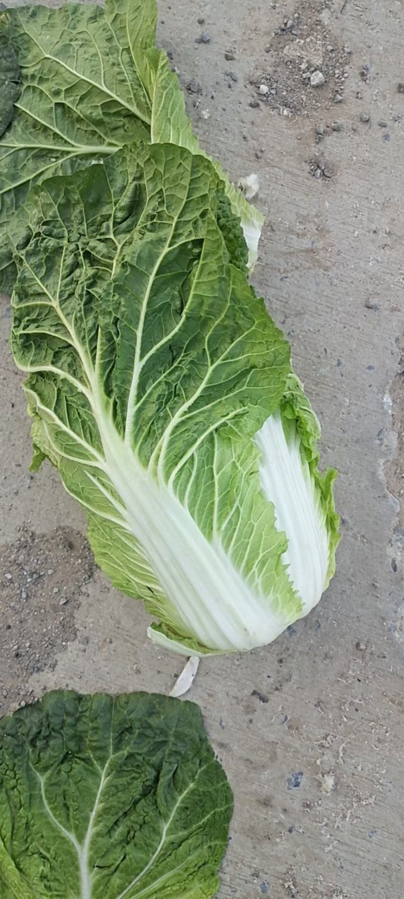 固安精品大白菜