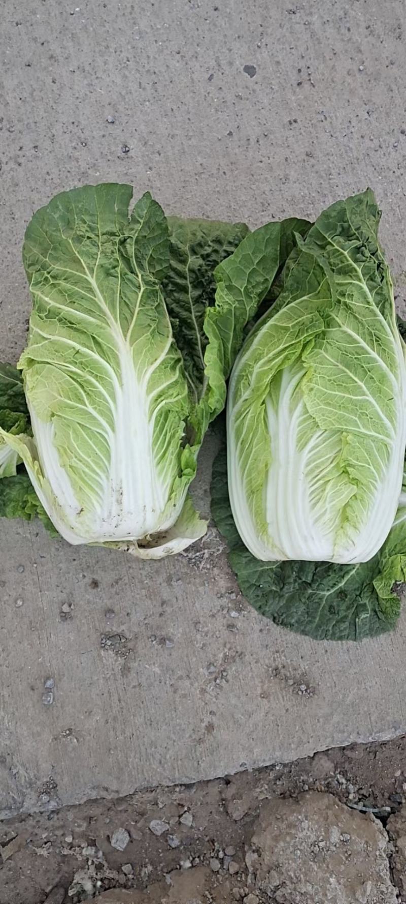 固安精品大白菜
