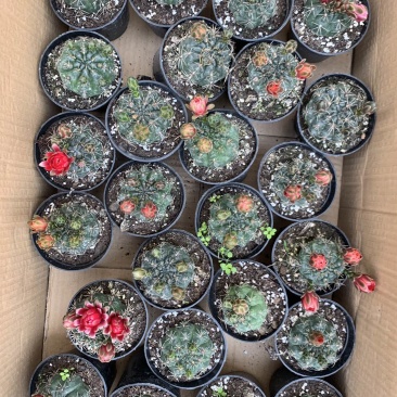 绯花玉