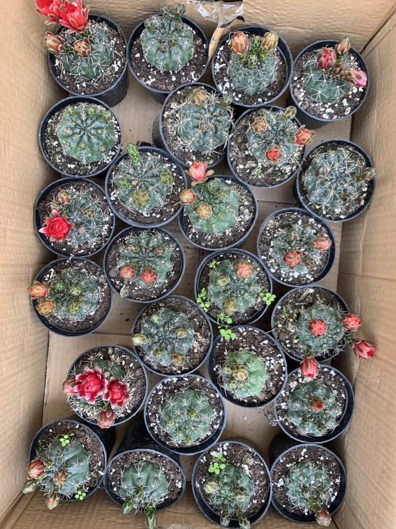 绯花玉