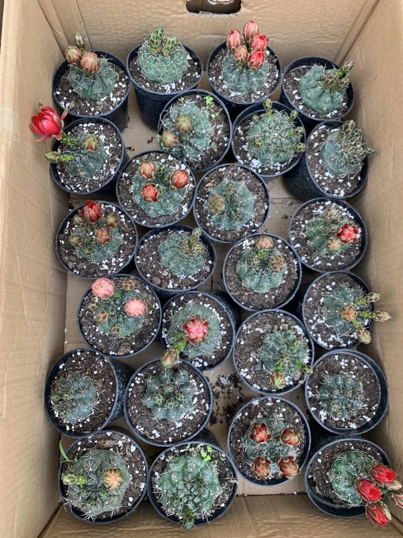 绯花玉
