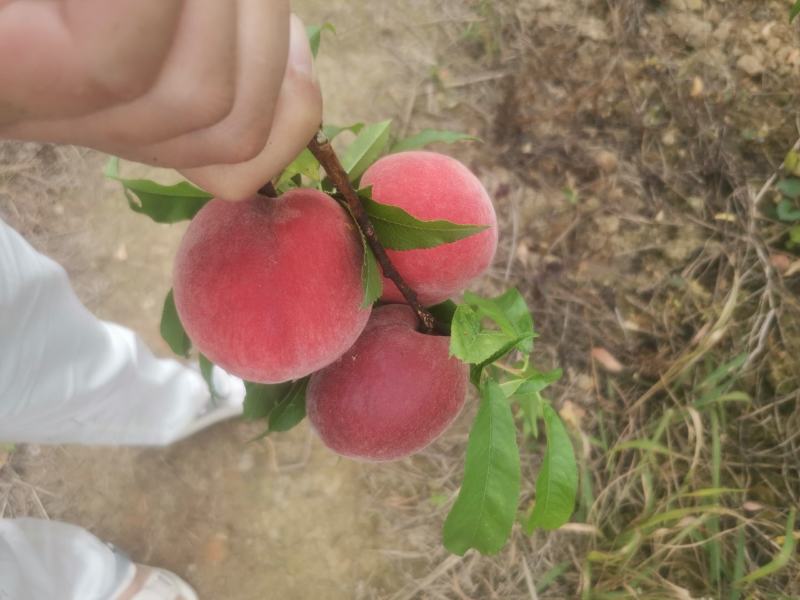 水蜜桃