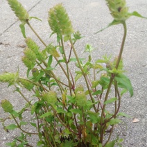 夏枯草