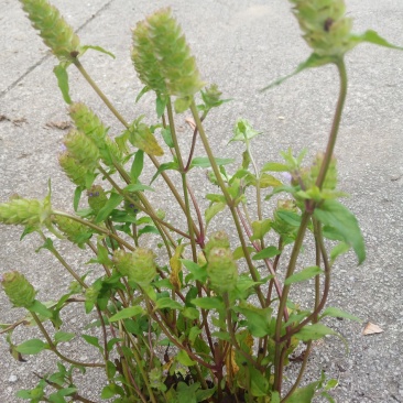 夏枯草