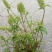 夏枯草