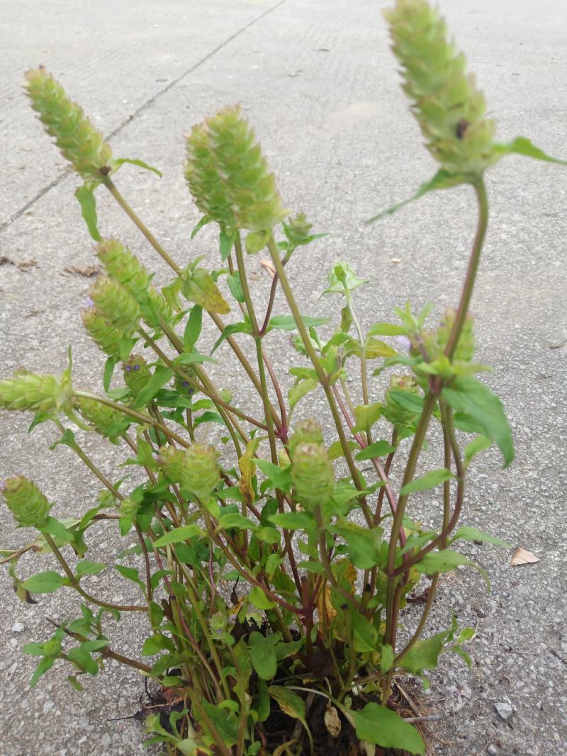 夏枯草