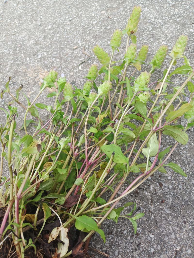 夏枯草