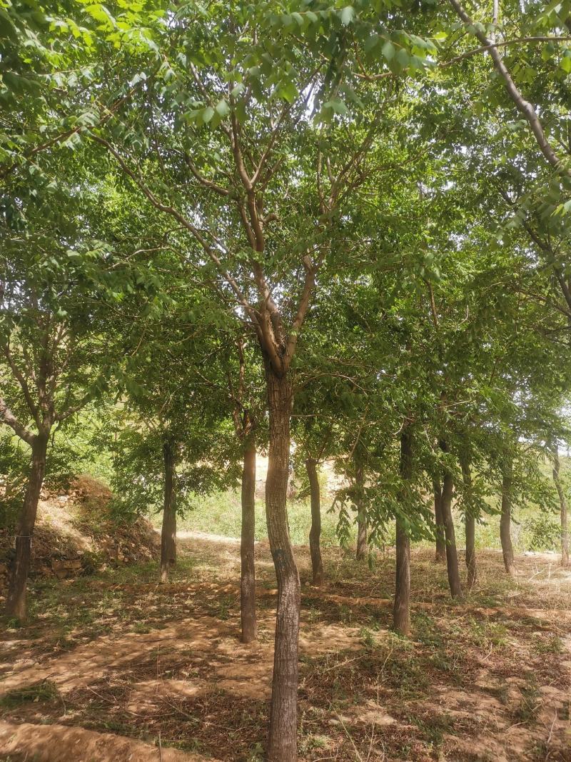 栾树